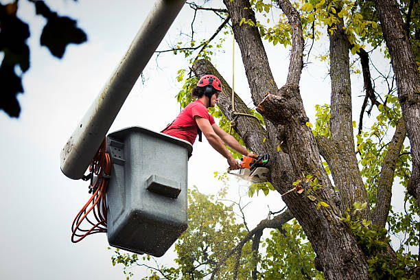 Mulching Services in Caro, MI